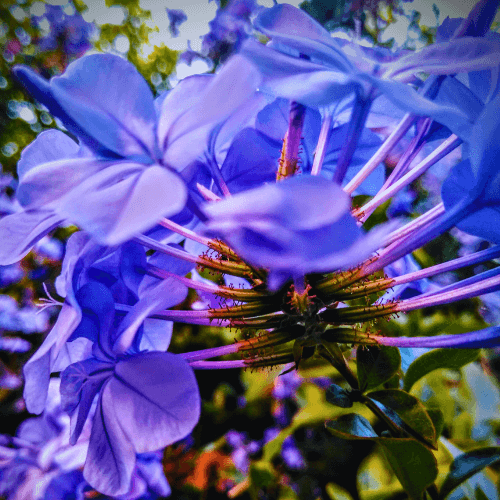 Blue Hydrangea Stem – Aesthetic Floral Display