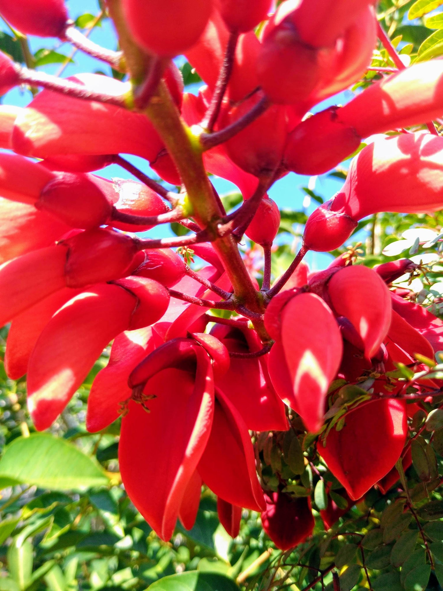 Red Cockspur Coral Tree 